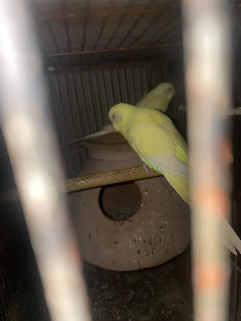 australian pairs available — photo 8