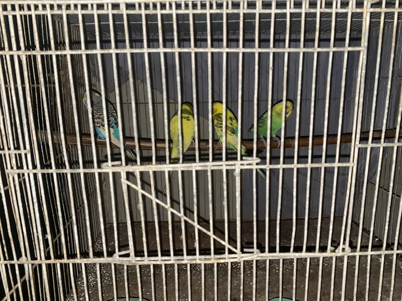 australian pairs available — photo 9