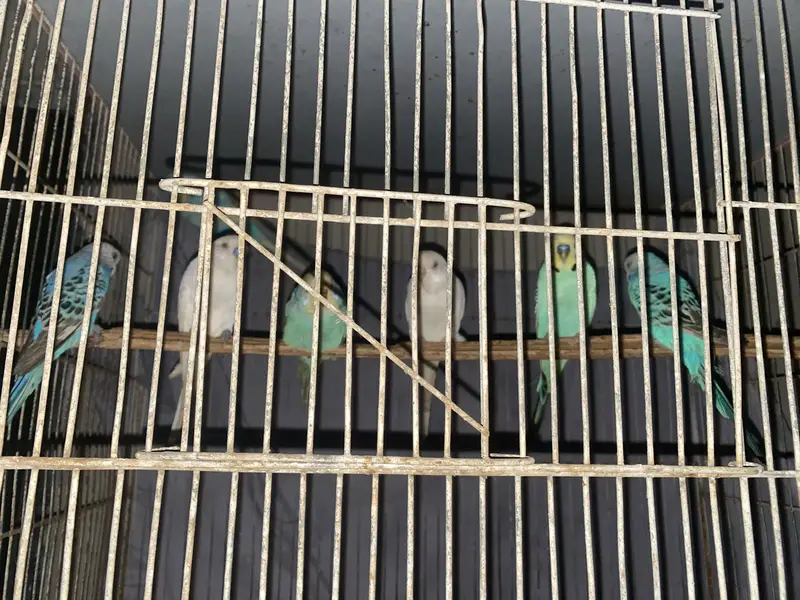 australian pairs available — photo 10