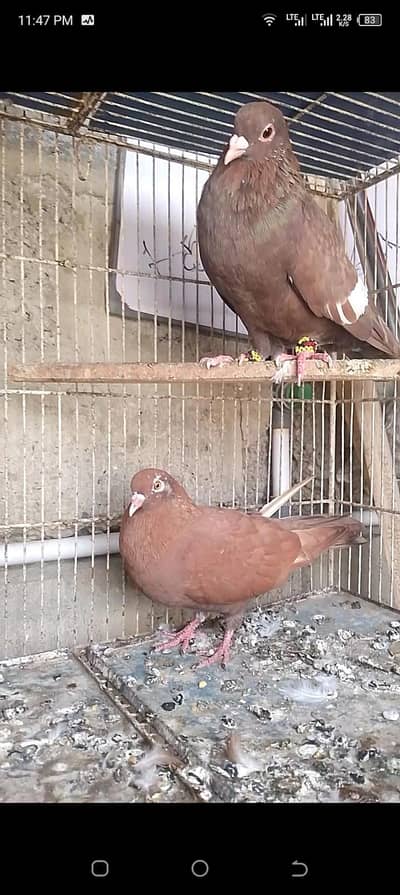 gandedar male