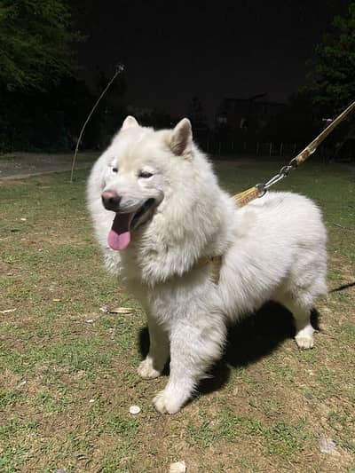 blue eyes woolly coat ma