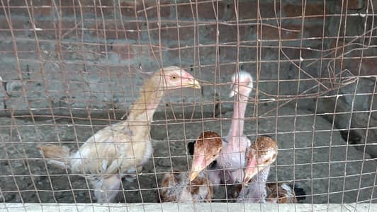 aseel chicks