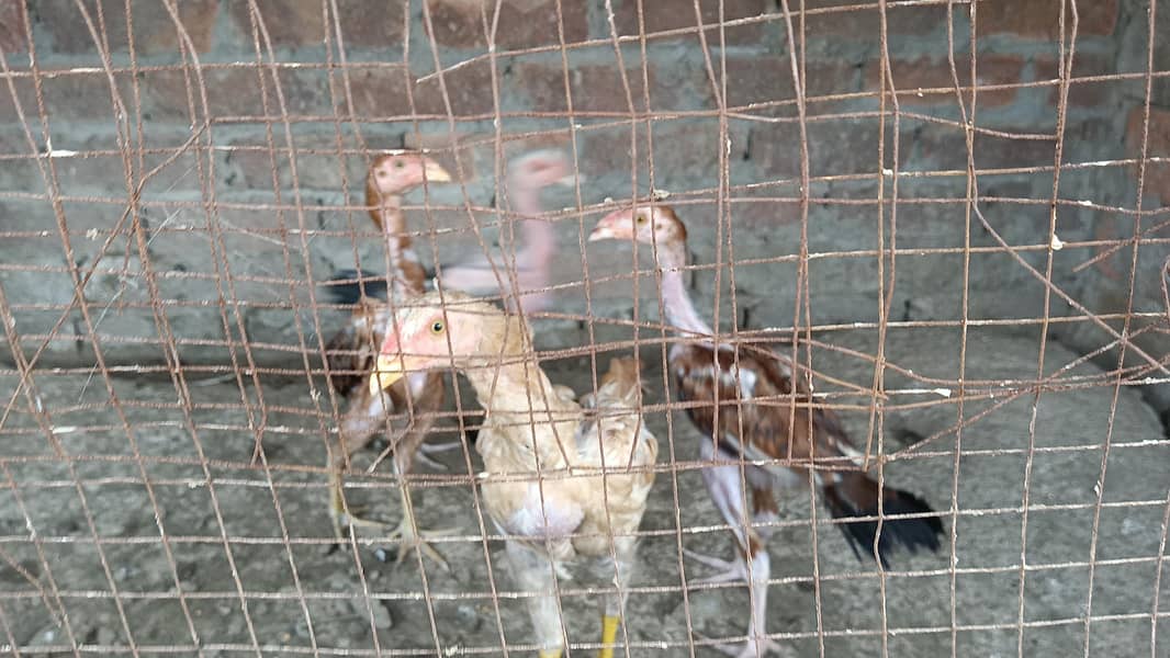 aseel chicks 1