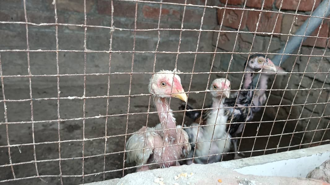 aseel chicks 3