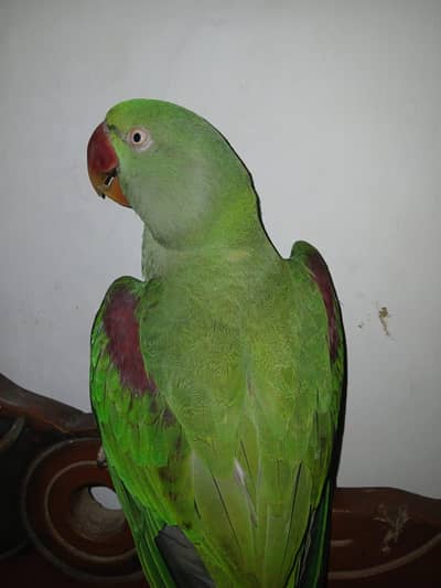 Raw parrot