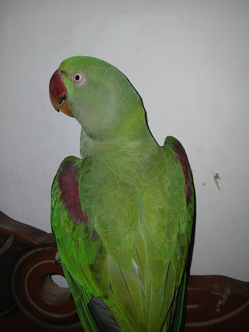 Raw parrot 0
