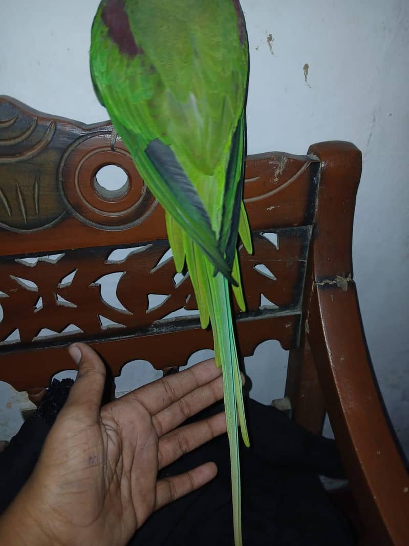 Raw parrot 1