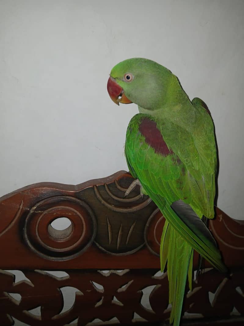Raw parrot 2
