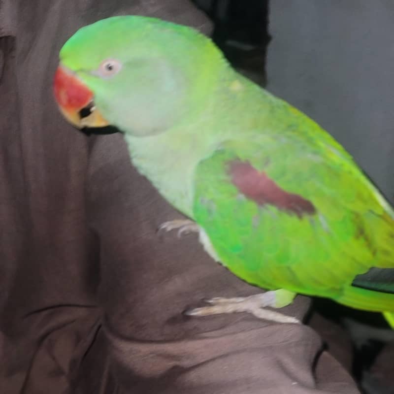 Raw parrot 5