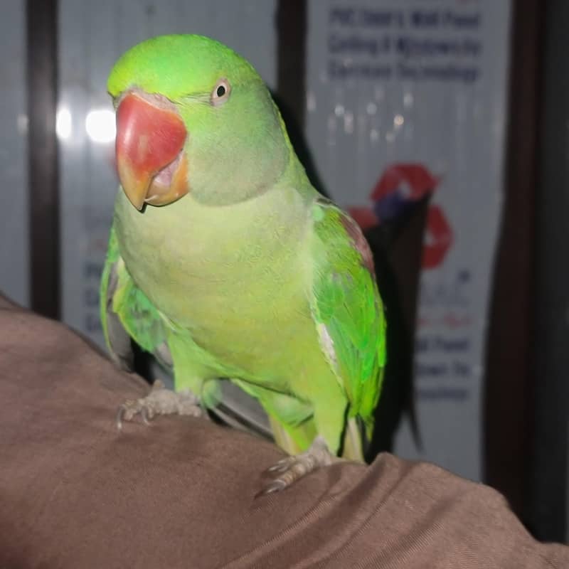 Raw parrot 6