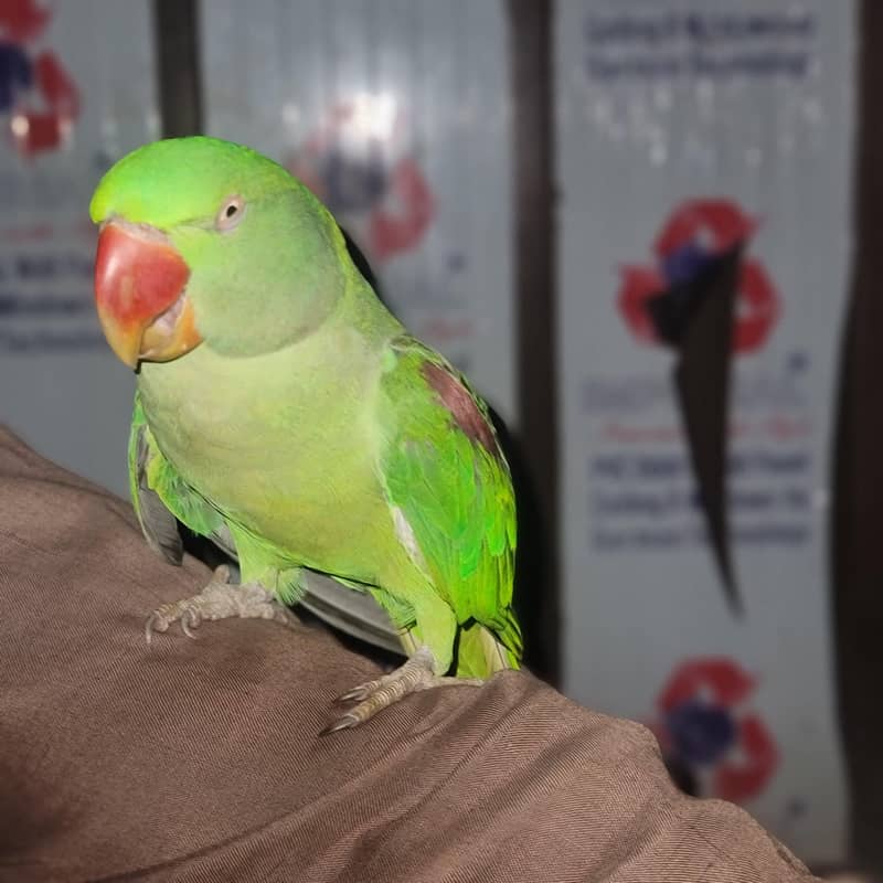 Raw parrot 7