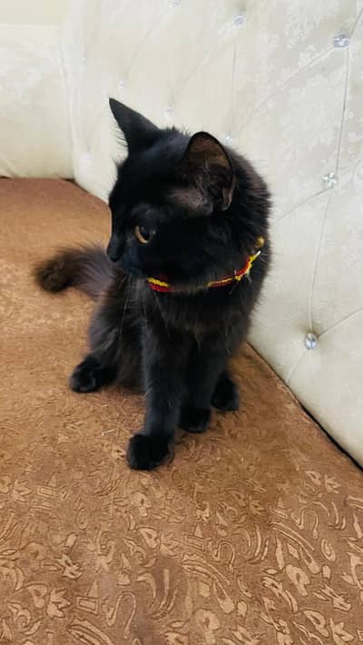 cat sale