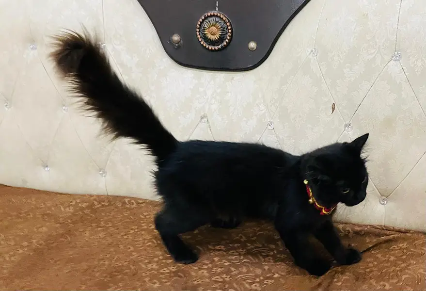 cat sale — photo 2
