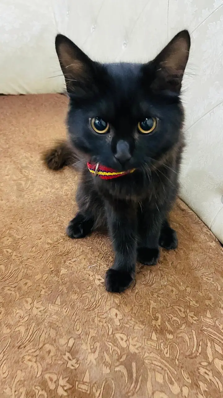cat sale — photo 3