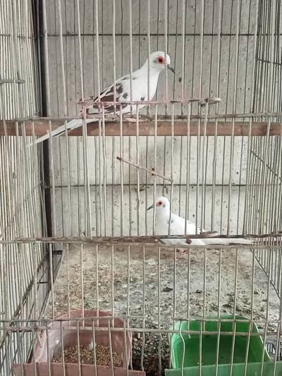 pied dove 4 breeder pair