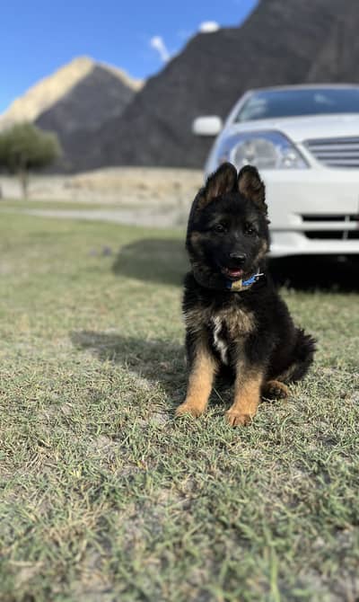 German Shepherd Female Skardu Gilgit Baltistan