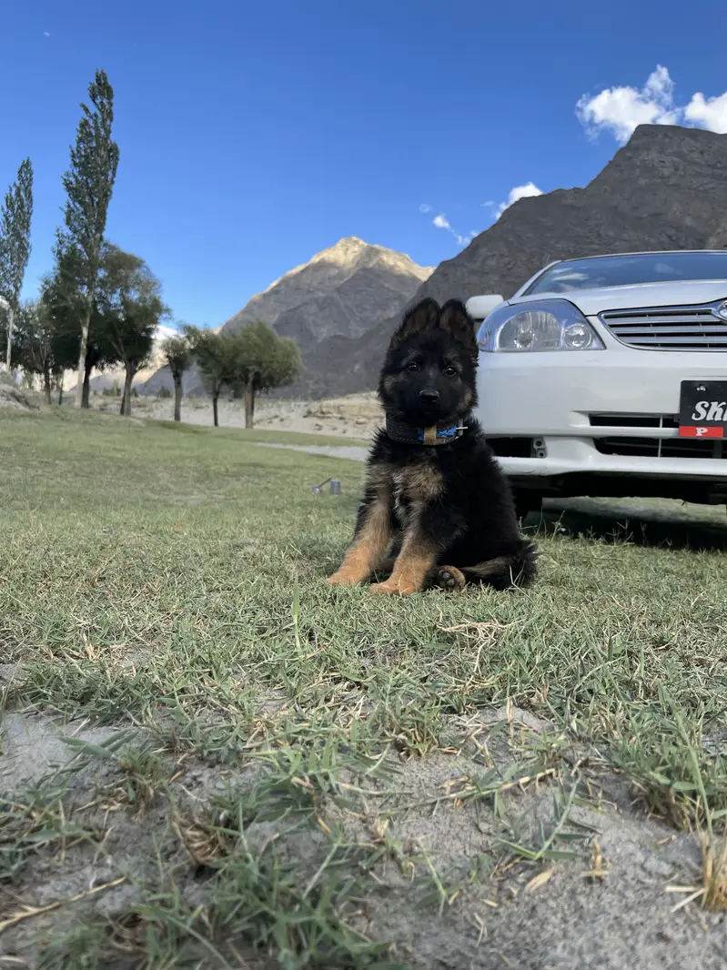 German Shepherd Female Skardu Gilgit Baltistan — photo 2