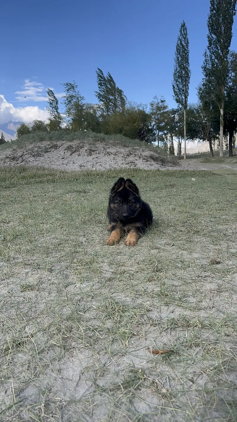 German Shepherd Female Skardu Gilgit Baltistan — photo 3