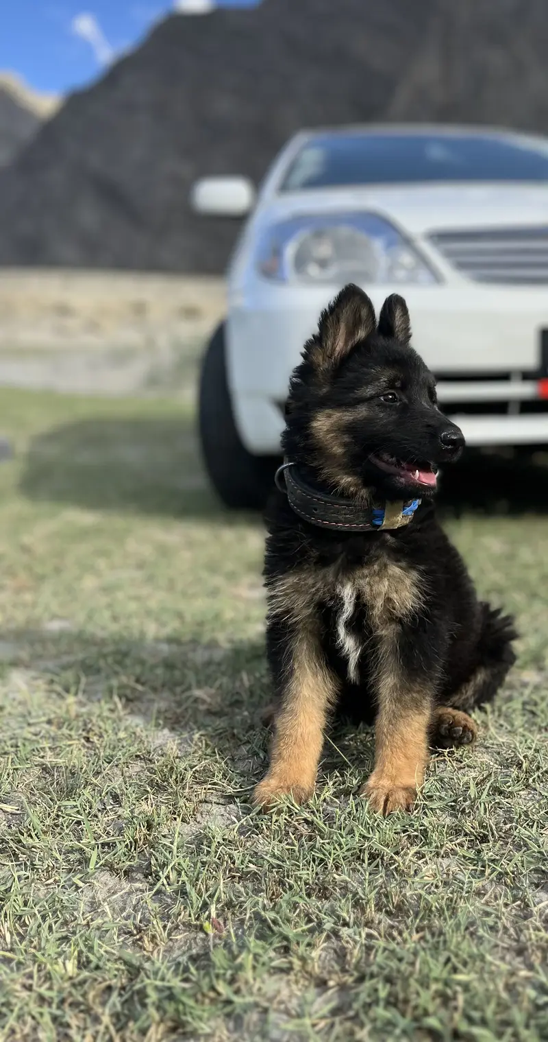 German Shepherd Female Skardu Gilgit Baltistan — photo 4
