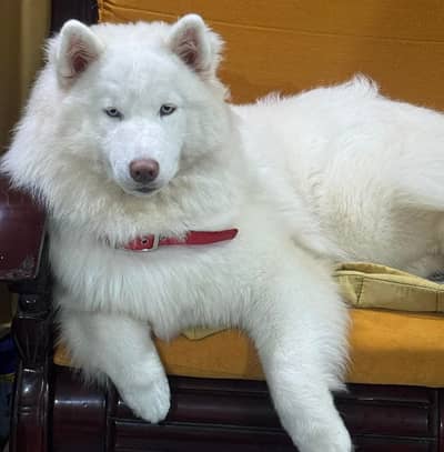 White AlaskanHusky Female Breeder For Sale
