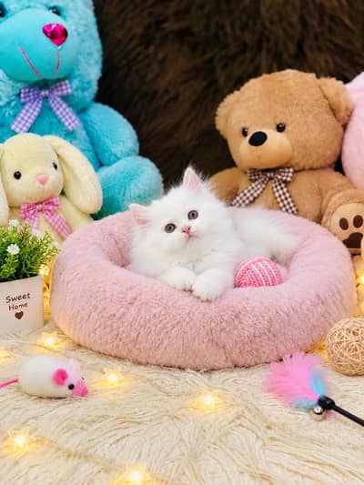Persian Kittens | Triple Coated | Fluffy Kittens | For Sale | COD Ava