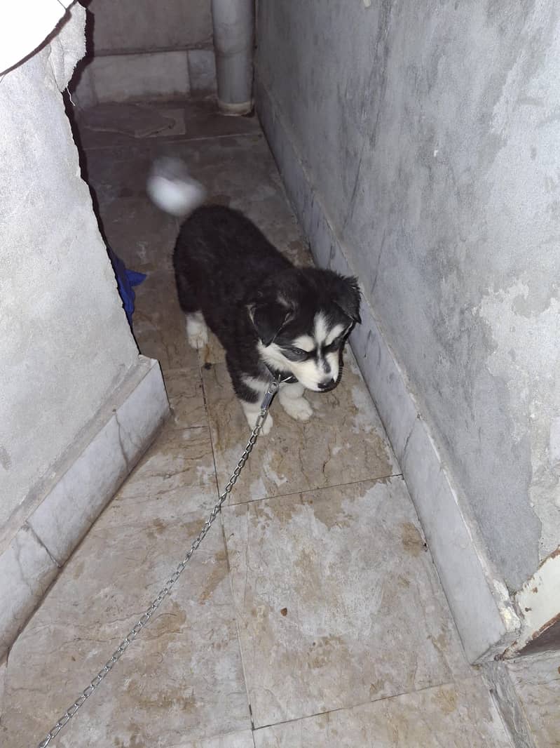husky 0