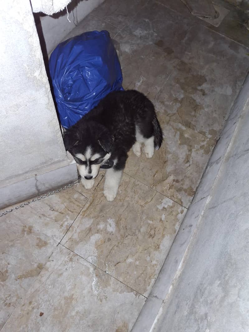 husky 1
