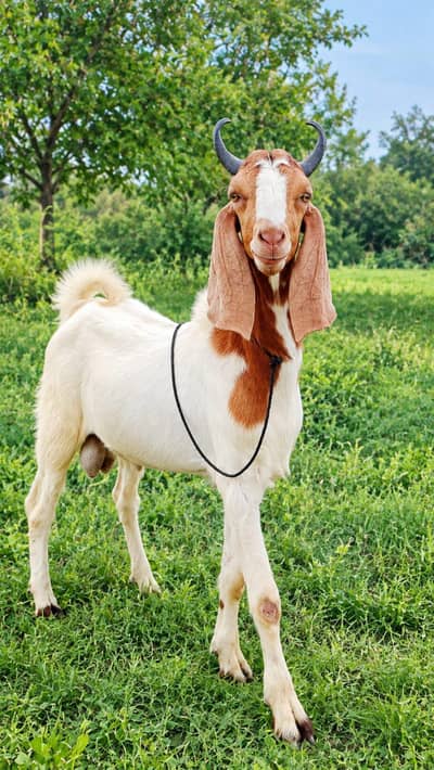 bakra male breeder sale. . 03151312795