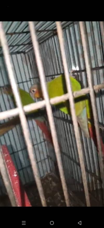 pine apple canore red fecter yellow sadid dna pair age 1 Year Lahore