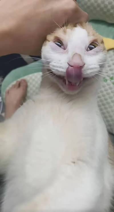 cursed cat for sale