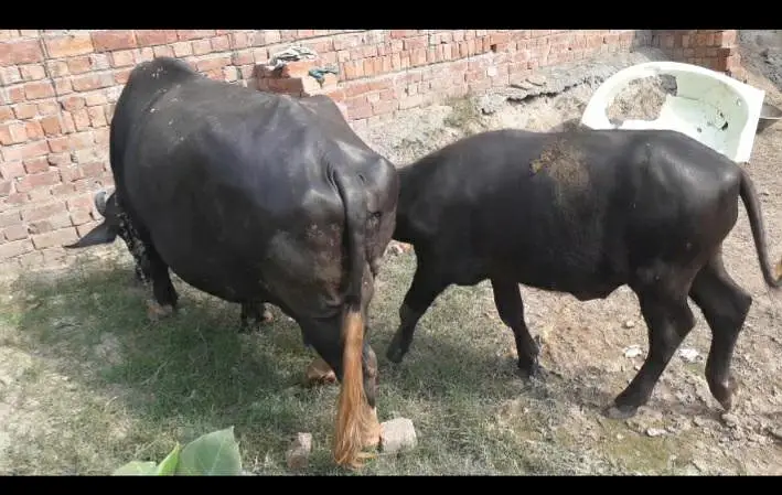 نیلی راوی بھینس اور کٹابرائےفروخت۔لاہور — photo 2