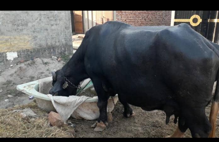 نیلی راوی بھینس برائےفروخت۔لاہور 3