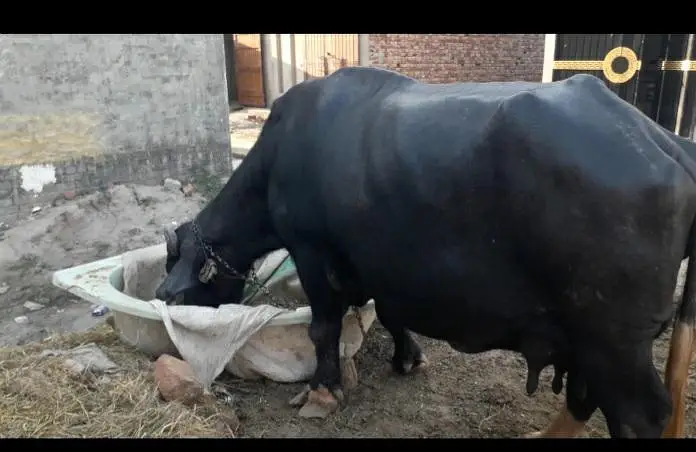 نیلی راوی بھینس اور کٹابرائےفروخت۔لاہور — photo 4