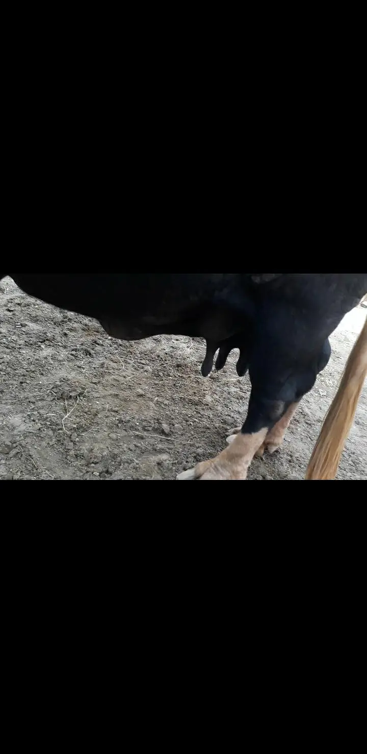 نیلی راوی بھینس اور کٹابرائےفروخت۔لاہور — photo 6