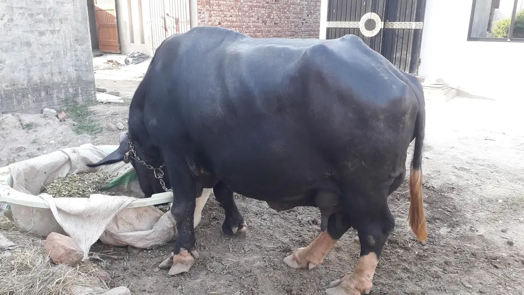 نیلی راوی بھینس اور کٹابرائےفروخت۔لاہور — photo 7