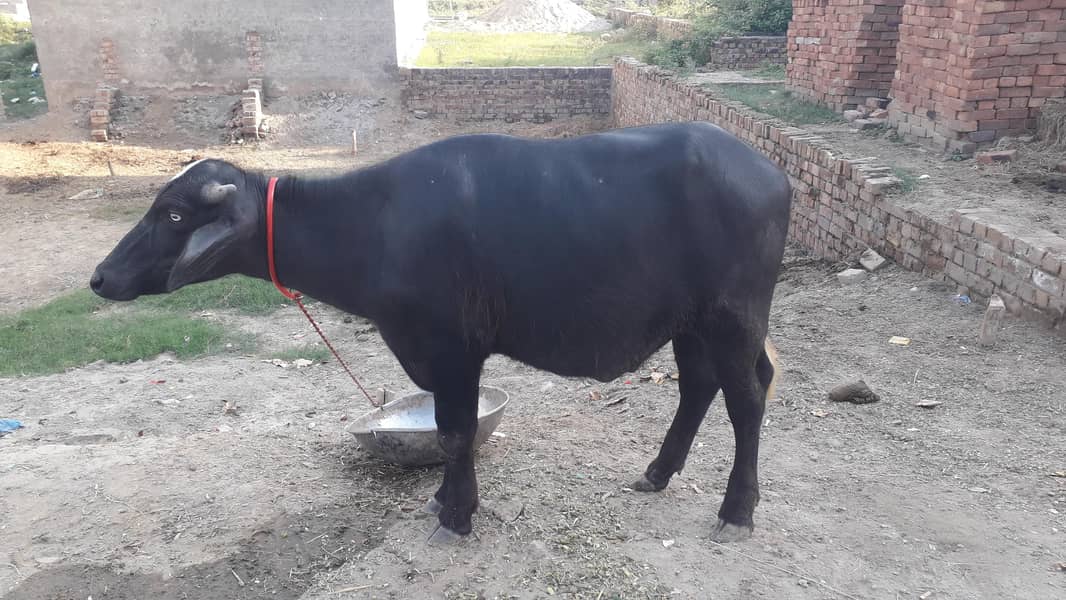 نیلی راوی بھینس برائےفروخت۔لاہور 7