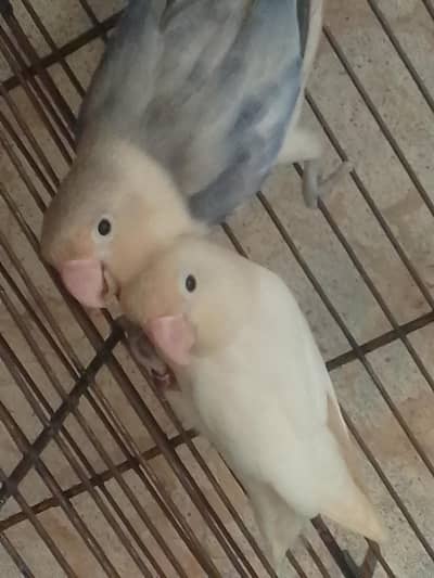 1000% Confirm breeder pair ha