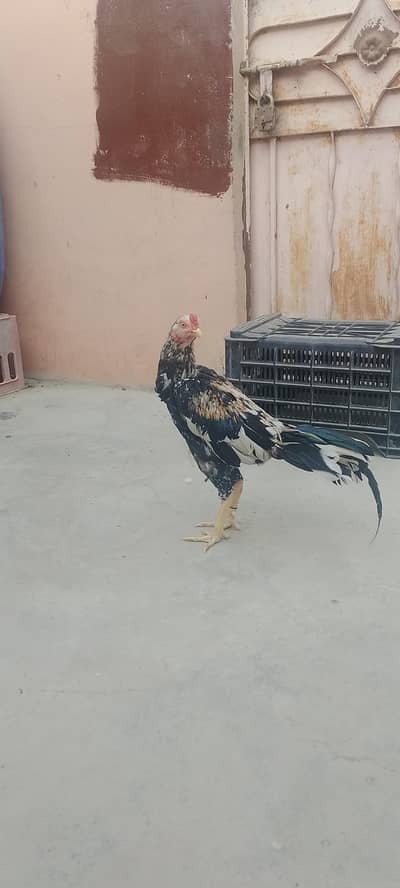 Ghar ki breed