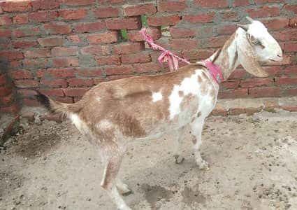 she goats for sale