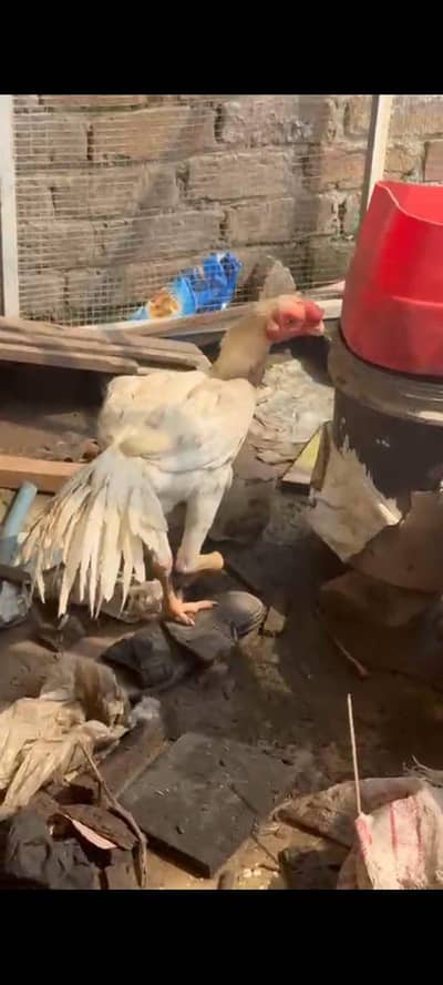 Indian parrot beak patha for urgent sale