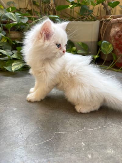 Pure white persian kitten triple coat blue eyes for sale