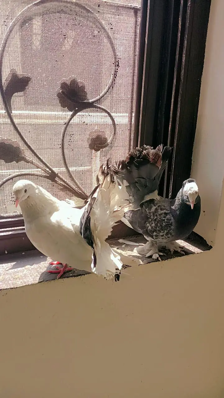 American&Indian fantail Lucky — photo 2