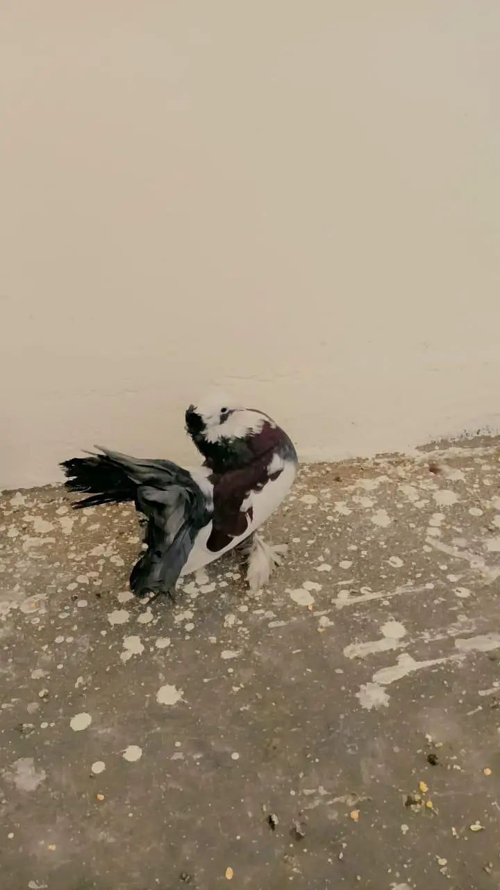 American&Indian fantail Lucky — photo 3