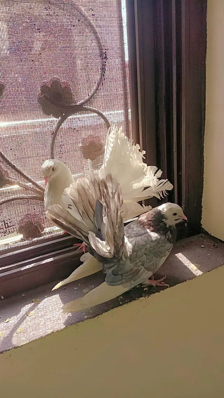 American&Indian fantail Lucky — photo 8
