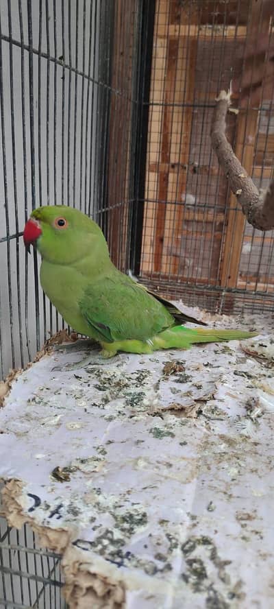 green parrot