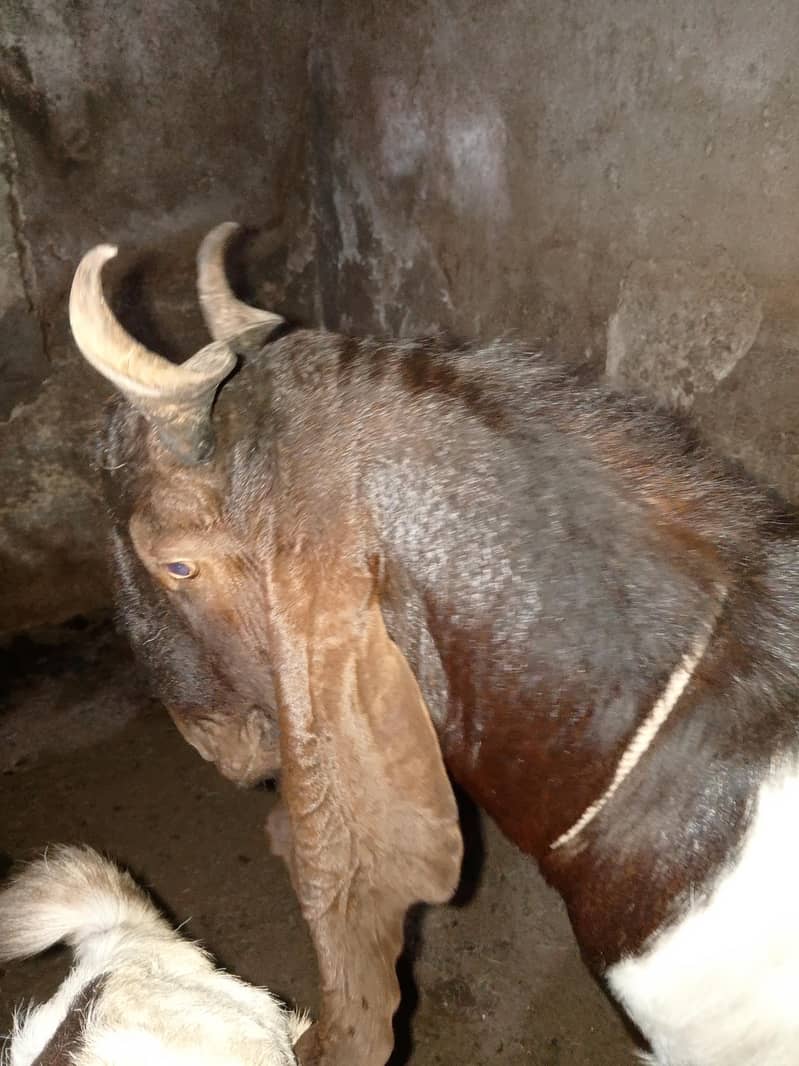 Bakra 0