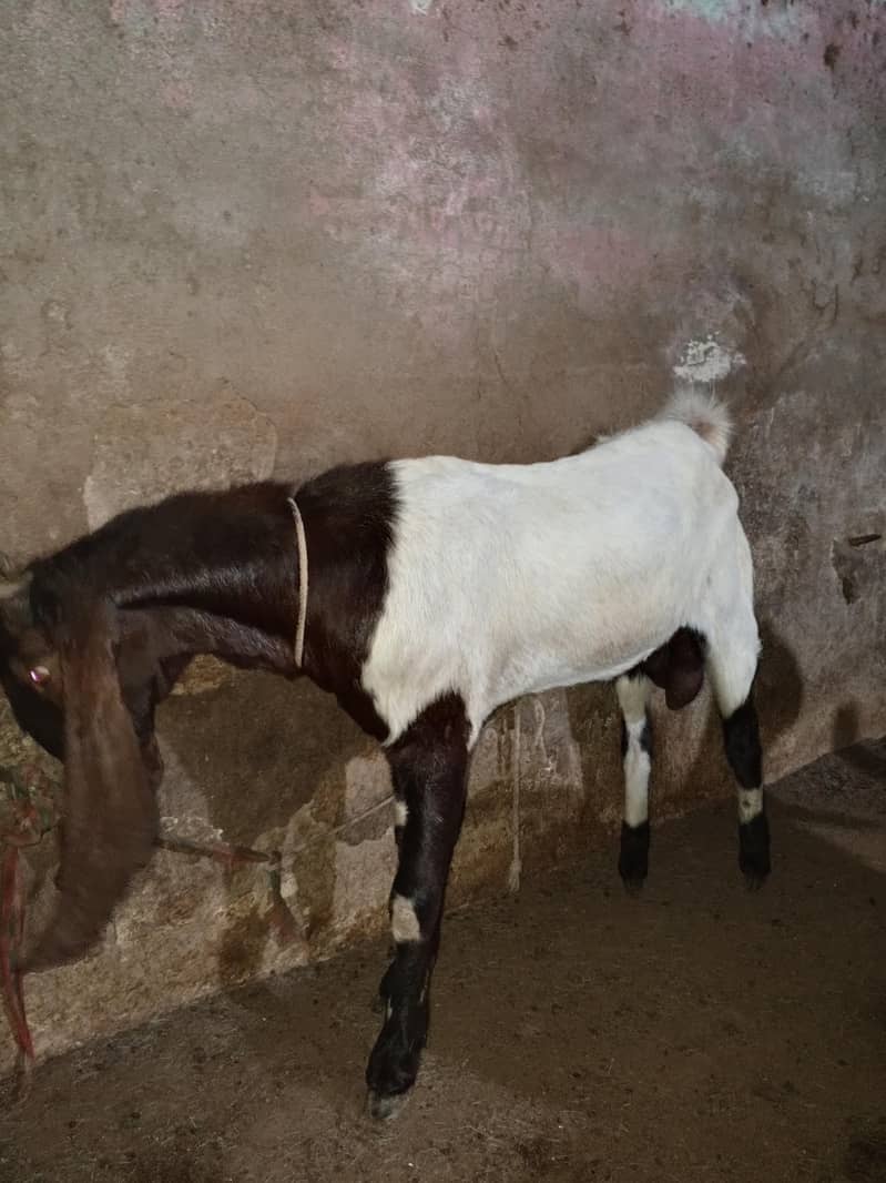 Bakra 2