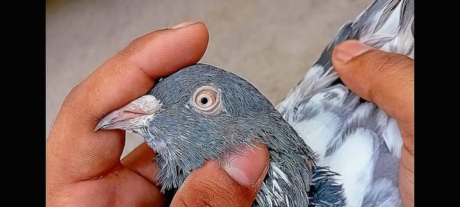 Original pure Main Nazeer ka breed tasver wala  available