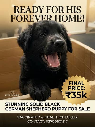 black German shepherd