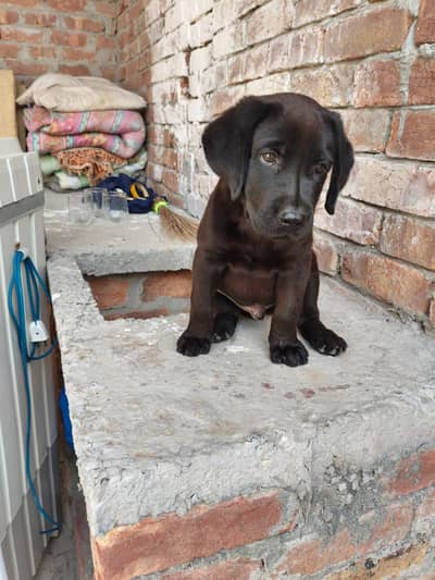 cute British Labrador